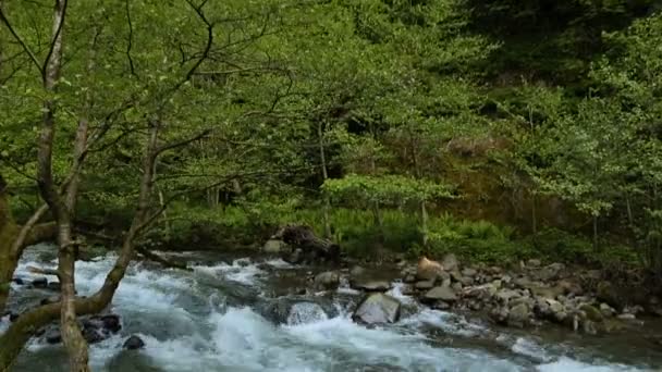 在高加索山中 美丽的河流在森林中快速流动 佐治亚州 — 图库视频影像
