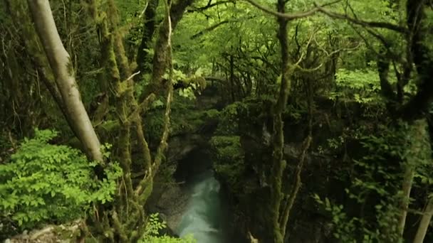 Rio Místico Que Flui Antiga Floresta Verde Intocada Com Árvores — Vídeo de Stock
