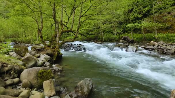 Речной Поток Быстро Течет Нетронутом Зеленом Лесу Природа Timelapse — стоковое видео