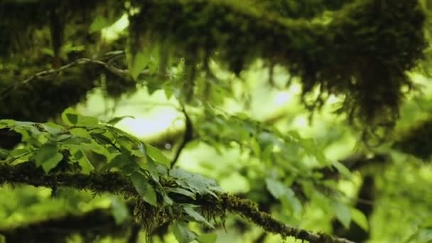 手つかずの大自然を驚くべき古代の苔むした木と不思議の森 — ストック動画