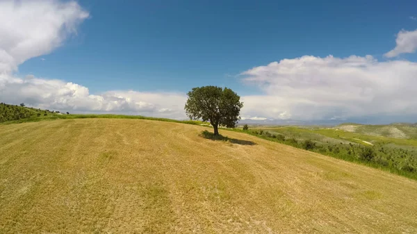 Letecký Pohled Osamělý Strom Pole Symbol Plodnosti Jiskru Moudrost — Stock fotografie