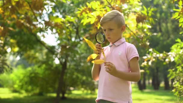 聪明的男孩通过放大镜观看树叶 学习环境 — 图库视频影像