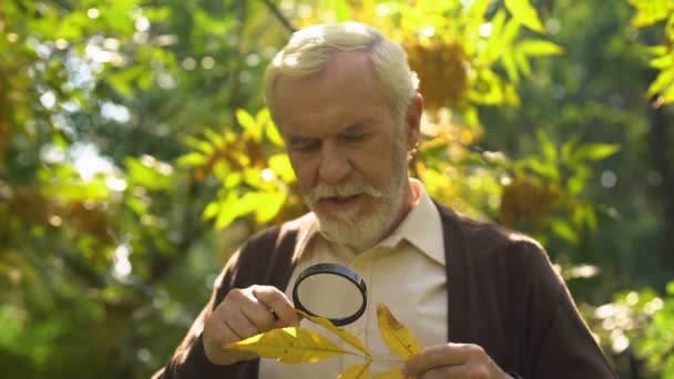 Vieil Homme Étudiant Les Feuilles Automne Loupe Extraits Naturels Longévité — Video