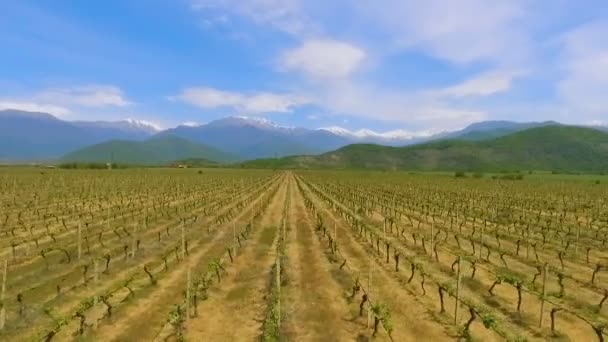 Viñedos Del Valle Alazani Tradición Vinícola Georgia Exportación Mercancías — Vídeos de Stock