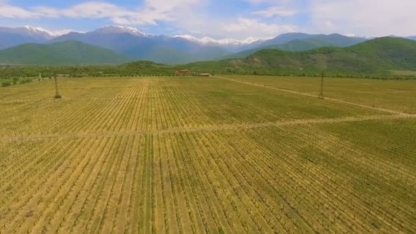 Vallée Alazani Vignobles Géorgie Tradition Viticole Vue Aérienne — Video