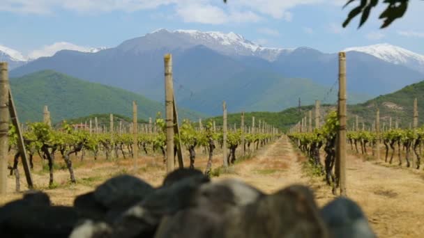Weinbergsreihen Privater Weinbaubetrieb Züchtungen Von Rebsorten Feldfrüchte — Stockvideo