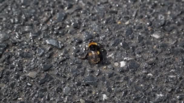 Indefeso Bumblebee Asfalto Closeup Inseto Sofrendo Ecologia Pobre Cidade Grande — Vídeo de Stock