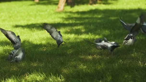 Pareja Asusta Las Palomas Hierba Para Bromear Las Aves Vuelan — Vídeo de stock