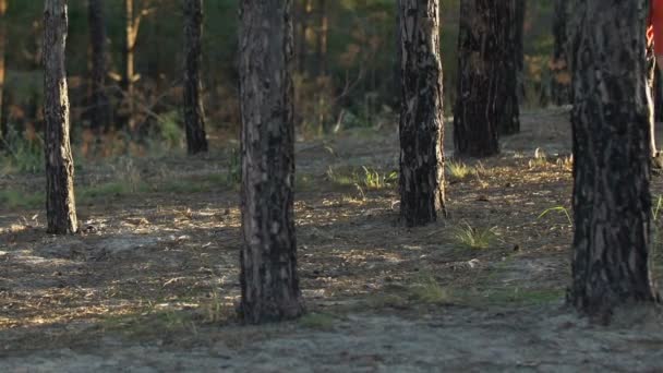 Unga Manliga Och Kvinnliga Vandrare Promenader Skogen Solig Sommardag Camping — Stockvideo