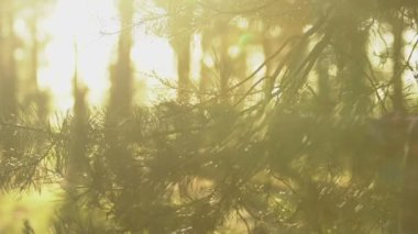 Pinewood içinde gün batımında, arkadaşları ormanda yürüyüş trekking izci grubu, yürüyüş