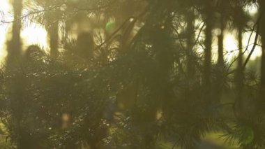 Gün batımında, ormanda yürüyüş izci kamp seyahat zevk woodland içinde yürüyüş