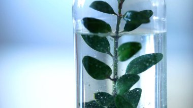 Bitki özü olan bilim laboratuvar tüpünde, organik kozmetik Geliştirme hazırlık