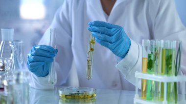 Tıbbi bilim adamı yeni bitkisel ilaç hazırlama tesisi nitelikleri laboratuar testi süreci