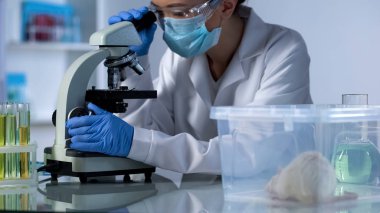 Kanser ilaç laboratuvarında, hayvan deneme testleri geliştirme araştırmacı