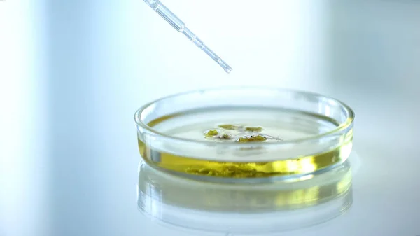 Asistente Laboratorio Vertiendo Gotas Sobre Hierbas Placas Petri Productos Cosmetología —  Fotos de Stock