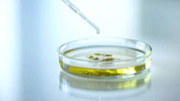 Científico Dejando Caer Sustancia Química Hierba Desarrollo Medicina Placas Petri —  Fotos de Stock