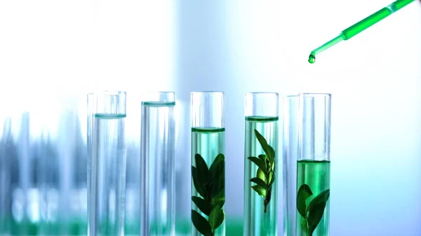 Líquido Verde Vertido Tubos Laboratorio Con Plantas Mejoramiento Genético Cosméticos —  Fotos de Stock
