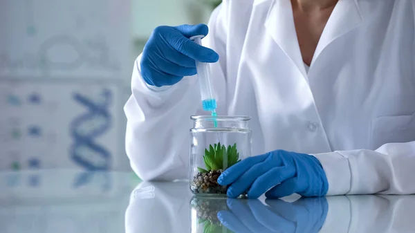 Científico Laboratorio Inyectando Líquido Planta Prueba Cosméticos Herbarios Antienvejecimiento — Foto de Stock