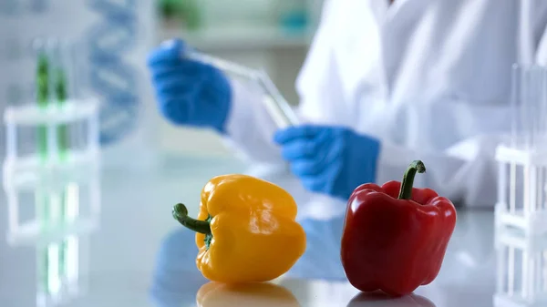 Ученый Генетик Проверяет Овощи Лабораторном Столе Гмо — стоковое фото
