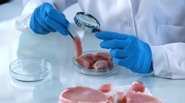 Ученый Тестирует Образец Мяса Увеличительным Стеклом Вирусом Африканской Чумы Свиней — стоковое фото