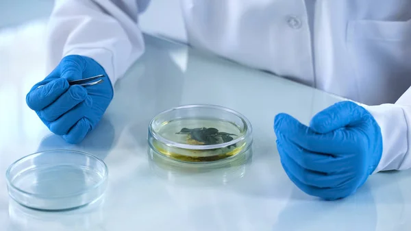 Test Sıvı Petri Dish Organik Aging Kozmetik Geliştirme Yeşil Otlar — Stok fotoğraf