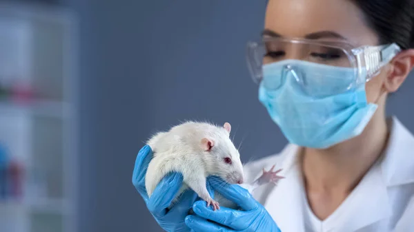 Biologie Wetenschapper Bedrijf Witte Lab Rat Handen Dierlijke Laboratoriumtests — Stockfoto