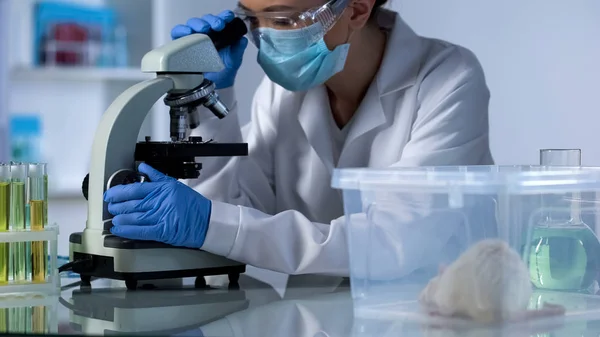 Rák Gyógyszert Laboratóriumi Állatokon Végzett Kísérlet Fejlődő Kutató — Stock Fotó