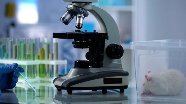 Wetenschapper Druipend Test Vloeistof Microscoop Glas Nieuwe Medicatie Ontdekking — Stockfoto