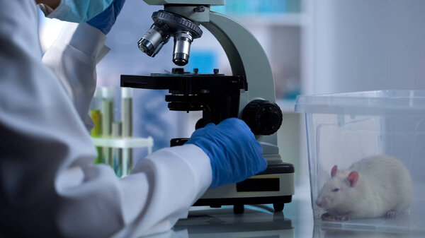 Scientist examining test sample through microscope, new medicine development