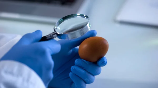 Yumurta Ama Seyir Büyüteç Gıda Kalite Kontrolü Onay Bilim Adamı — Stok fotoğraf