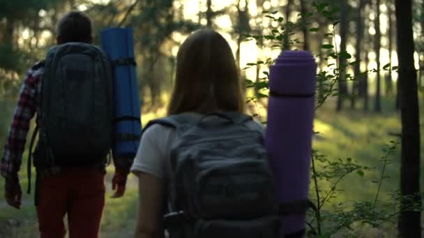朋友与背包徒步旅行在树林里 树枝堵塞方式 积极的生活方式 — 图库视频影像