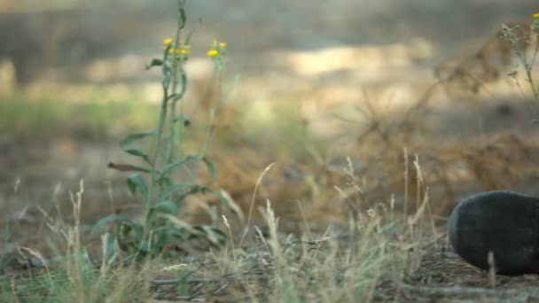 Chaussure Noire Couchée Sur Herbe Forêt Près Cadavre Meurtre Victime — Video