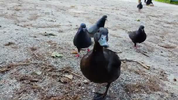 Patos Palomas Comiendo Migas Pan Suelo Observación Aves Zoológico Contacto — Vídeo de stock