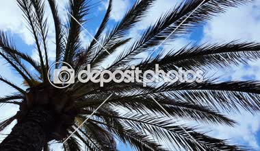Palmiye ağacı bulut gökyüzü arka plan, yaz tatili, egzotik Turizm, Hindistan cevizi yağı