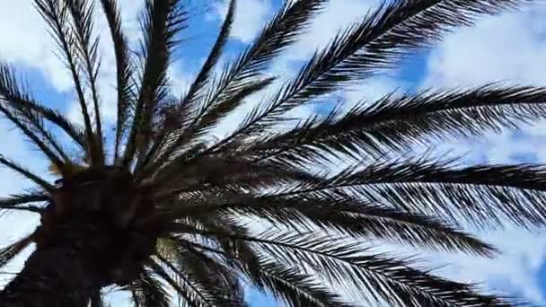 Palme Wolkenverhangenen Himmel Sommerurlaub Exotischer Tourismus Kokosöl — Stockvideo