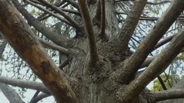 Eski park ağaç Botanik Bahçesi, soy bağlantısı, tarihi şubeleri