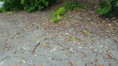 Kaçan adam yol, Park, ceza, orman, doğa gidiş pov yürüyüş