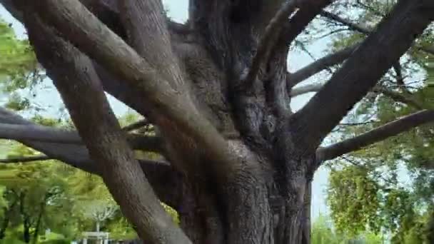 Parque Velho Árvore Branchy Ambiente Natureza Conexão Família Pedigree Ascendência — Vídeo de Stock