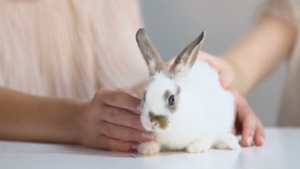 Little Kid Admiring Fluffy White Rabbit Mothers Hands Stroking Playing — Stock Video