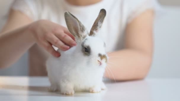 Kleines Mädchen Streichelt Vorsichtig Kleine Flauschige Hasen Kinderträume Tieradoptionen — Stockvideo