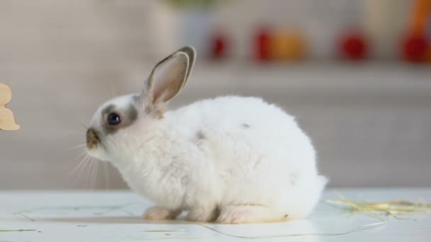 毛茸茸的兔子坐在祝贺复活节篮子附近 就像神圣节日的象征 — 图库视频影像