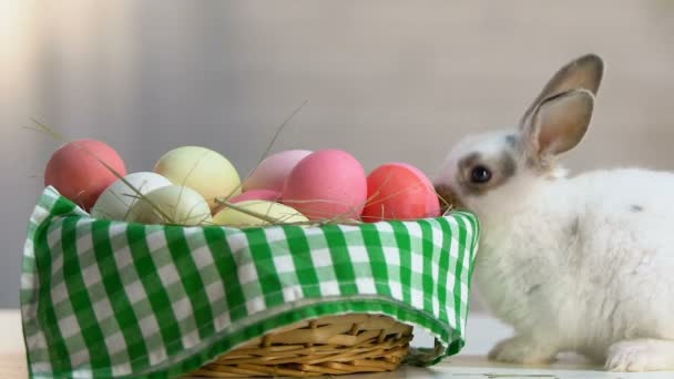 可爱的蓬松兔子嗅到五颜六色的鸡蛋在篮子里 复活节符号 节日前夕 — 图库视频影像