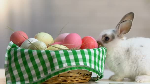 Niedliche Flauschige Hase Schnüffelt Bunte Eier Korb Ostersymbol Feiertag — Stockvideo