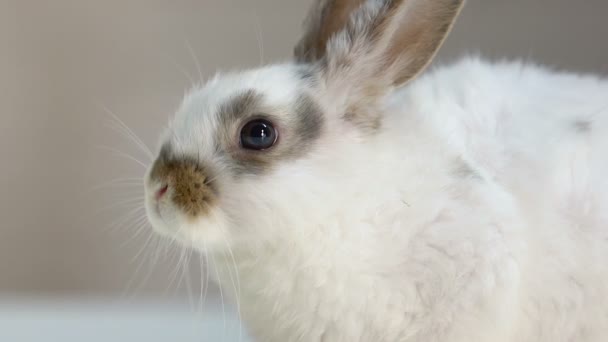 Schattig Konijn Verplaatsen Zijn Weinig Neus Snuiven Nieuwe Geuren Gezond — Stockvideo