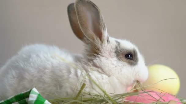Fluffy Bunny Genieten Van Vers Gras Zittend Mand Met Paaseieren — Stockvideo