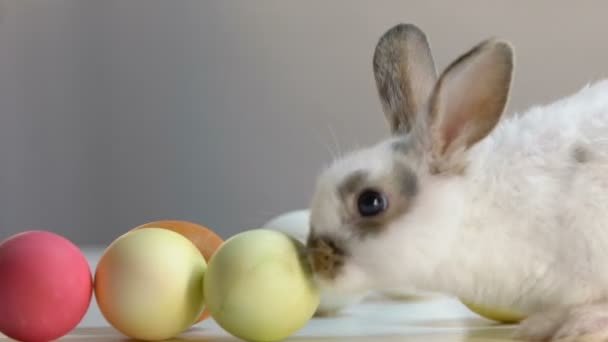 可爱的白兔舔五颜六色的鸡蛋移动在桌子上 复活节节日的象征 — 图库视频影像