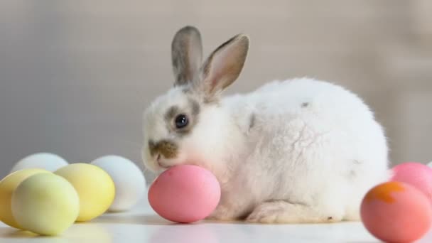 Adorable Conejito Festivo Jugando Con Huevos Pascua Teñidos Lamiendo Olfateándolos — Vídeo de stock