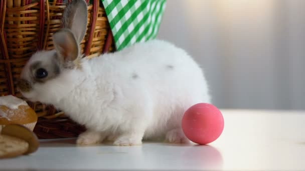 Divertente Coniglio Pasquale Mangiare Ciliegina Sul Cupcake Seduto Vicino Cestino — Video Stock