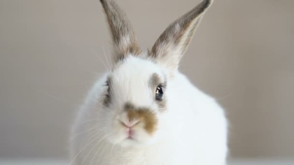 可爱的蓬松的兔子坐在桌子上 动物权利保护运动 — 图库视频影像