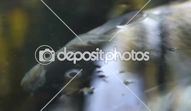 Gelgit Su, çevre kirliliği sorunu yüzeyinde yatan cansız balık